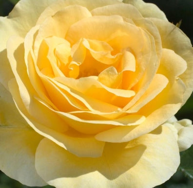 Rosa grand. 'Sunshine Daydream' PP23551 (yellow)