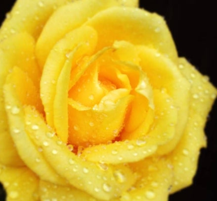 Rosa grand. 'Radiant Perfume' PP14905 (yellow)