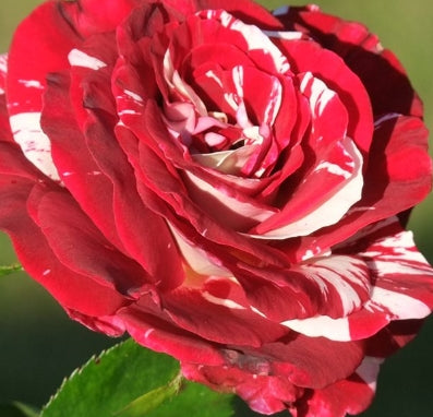 Rosa grand. 'Rock & Roll' ™ PP20936 (burgundy)