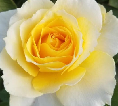 Rosa grand. 'Quest for Zest™' (yellow)
