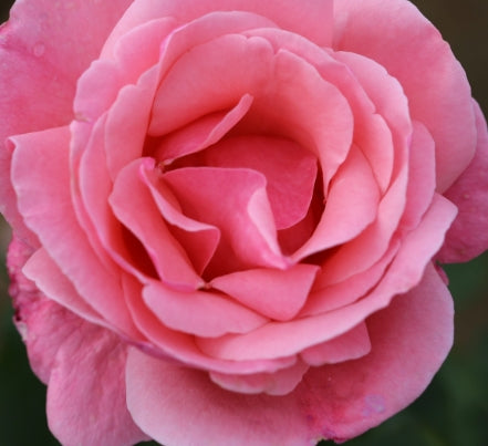 Rosa grand. 'Queen Elizabeth' (pink)