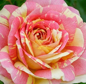 Rosa grand. 'Pop Art™' (yellow-pink)