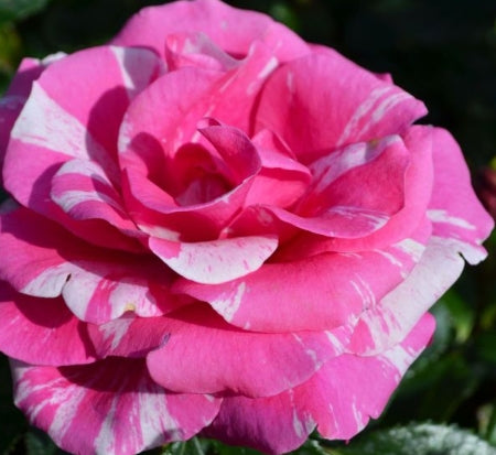 Rosa grand. 'Parade Day' (pink/white)