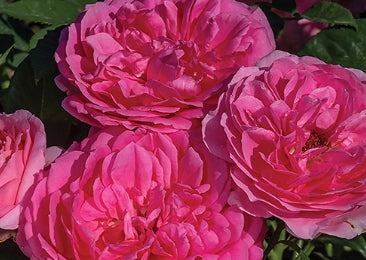 Rosa grand. 'Miss Manners™' (pink)