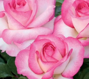 Rosa grand. 'Miss Congeniality' (white/pink)