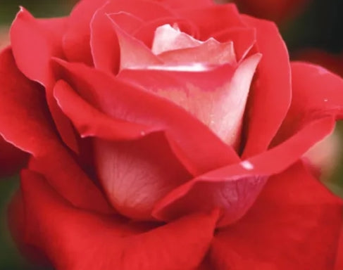 Rosa grand. 'Love' (red/white)