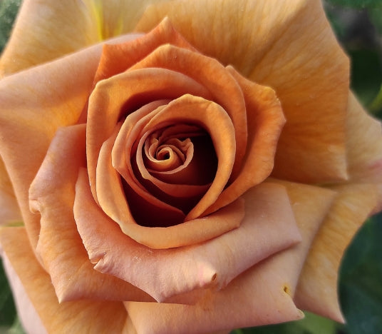 Rosa grand. 'Honey Dijon' PPAF (golden)