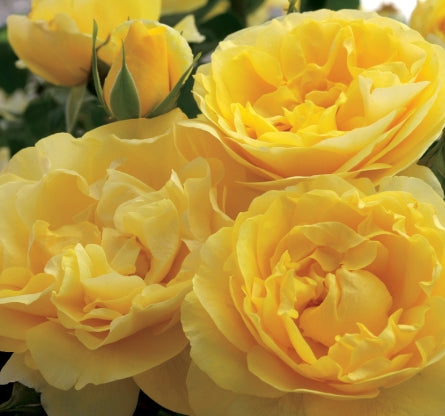Rosa grand. 'Happy Go Lucky'™ (yellow)