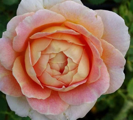 Rosa grand. 'Fun in the Sun' ™ (gold/pink)