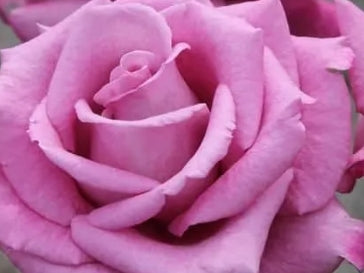 Rosa grand. 'Fragrant Plum' (purple)