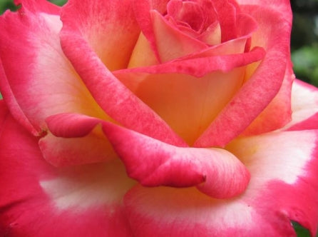 Rosa grand. 'Dick Clark' ™ PPAF (red)