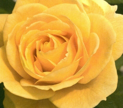Rosa grand. 'Ch-Ching!' PPAF (yellow)