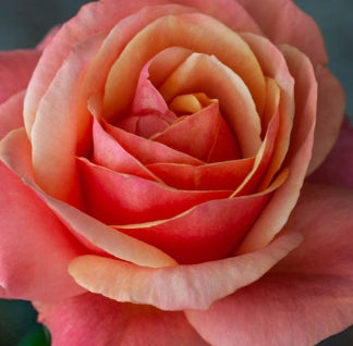 Rosa grand. 'Anna's Promise' ™ PPAF (gold/pink)