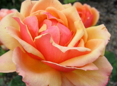 Rosa grand. 'About Face' ™ PP17305 (orange)