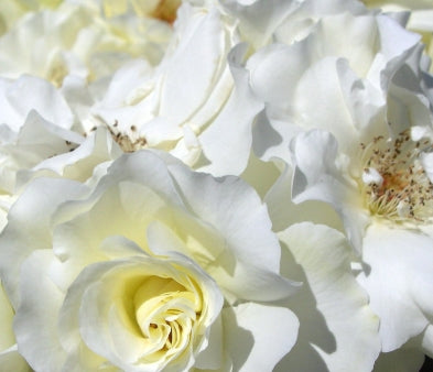 Rosa gc. WHITE MEIDILAND® (white)