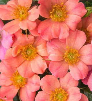 Rosa gc. Sunset 'Happy Trails™ (apricot)