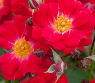 Rosa gc. SCARLET MEIDILAND® (red)