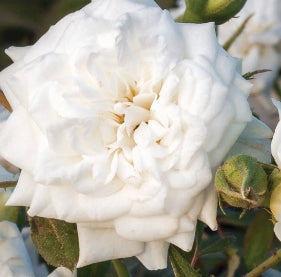 Rosa gc. DRIFT® WHITE PP28054 (white)