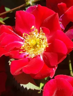 Rosa gc. RED MEIDILAND® (red)