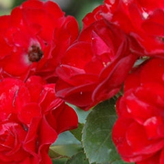 Rosa gc. MEIDILAND RUBY® PP13500 (red)