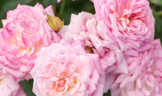 Rosa gc. DRIFT® SWEET PP21612 (pink)