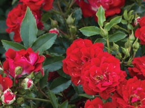 Rosa gc. DRIFT® RED PP17877 (red)