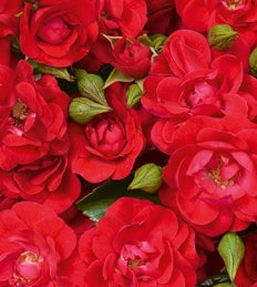 Rosa gc. FLOWER CARPET® Mini Cherry (red)
