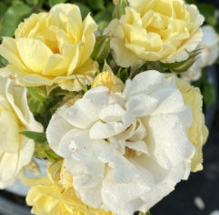 Rosa gc. DRIFT® POPCORN PP24773 (yellow)