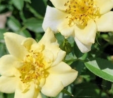 Rosa gc. DRIFT® LEMON PP20635 (yellow)