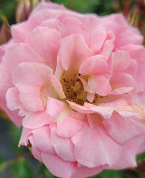 Rosa gc. DRIFT® BLUSHING PP33507 (pink)