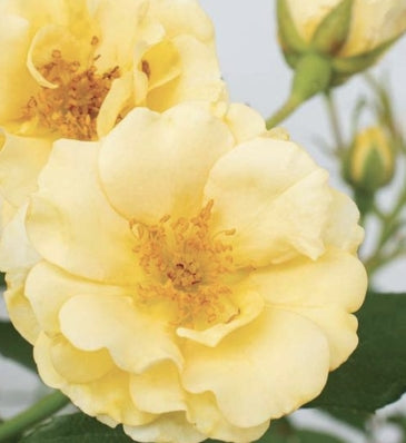 Rosa gc. DRIFT® BUTTERCREAM  PP29178