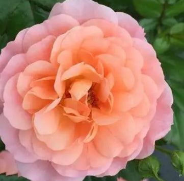 Rosa gc. DRIFT® APRICOT PP23354 (apricot)