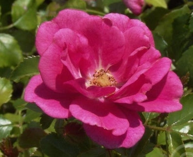 Rosa gc. 'Roseberry Blanket' (pink)