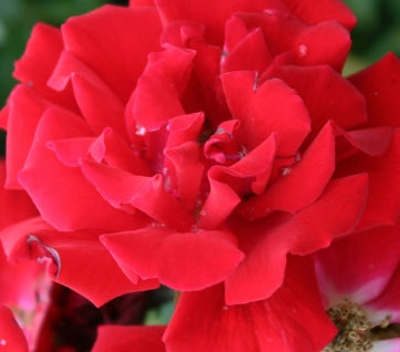 Rosa gc. 'Red Ribbons'® PP9115 (red)