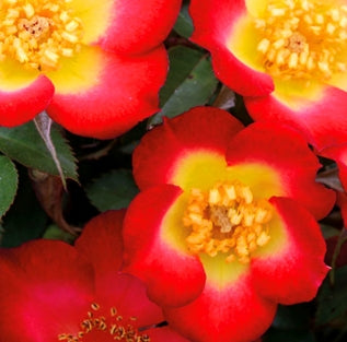 Rosa gc. 'Playful Happy Trails'™ (red)