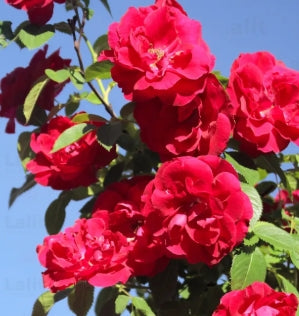Rosa gc. 'Creeping Red' (red)