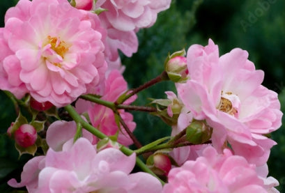 Rosa gc. 'Creeping Pink' (pink)