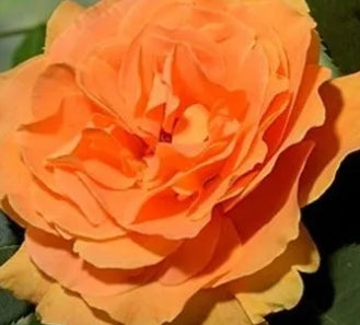 Rosa flor. VAVOOM™ PP20166 (orange)