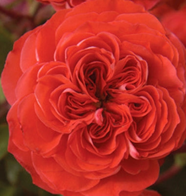 Rosa flor. BRILLIANT™ VERANDA® PP19362 (neon orange)