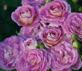 Rosa flor. ARCTIC BLUE™ PPAF (lavender)