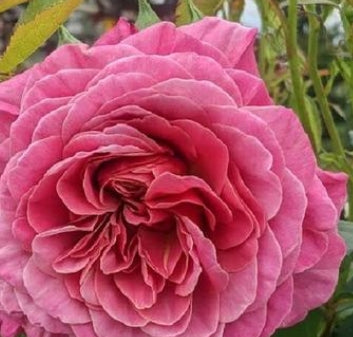 Rosa flor. Queen of Elegance (pink), 24" Tree Form