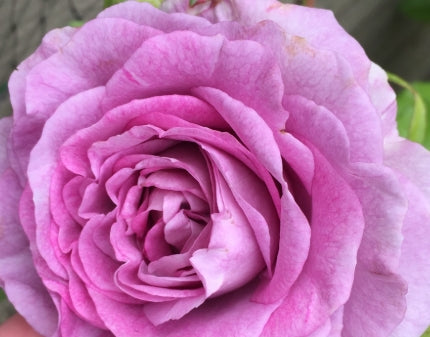 Rosa flor. 'Violet's Pride' ™ PPAF (lavender)