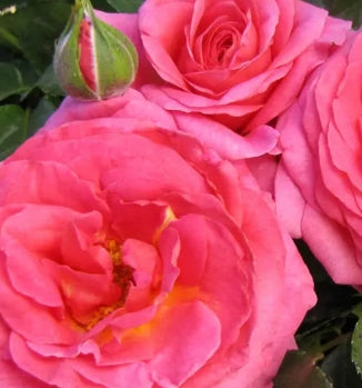 Rosa flor. 'Time After Time'™ PPAF (pink)