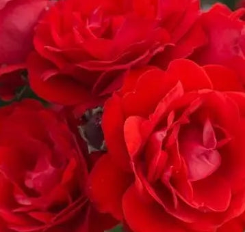 Rosa flor. 'Trumpeter' (red)