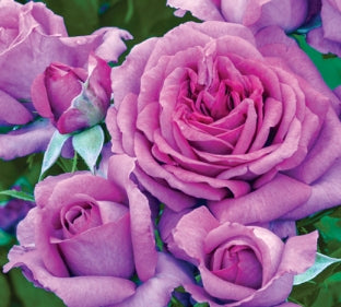 Rosa flor. 'Sweet Madame Blue' (purple) (ENGLISH) 24"" Tree Form