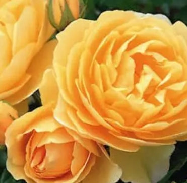 Rosa flor. 'Sparkle & Shine' PPAF (yellow)