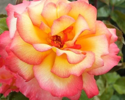 Rosa flor. 'Sheila's Perfume' (yellow/pink)