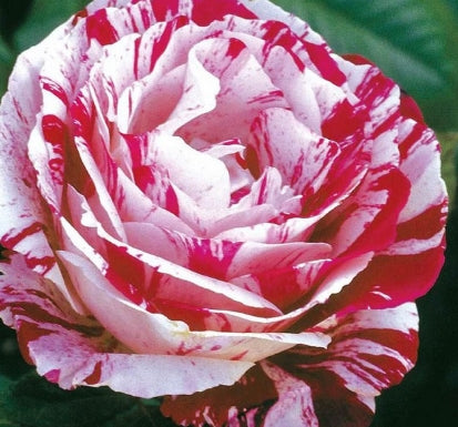 Rosa flor. 'Scentimental' ™ PP10216 (red/white)