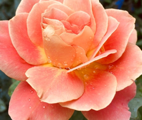 Rosa flor. 'Rosie the Riveter' ™ (coral)