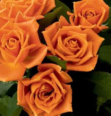 Rosa flor. 'Pumpkin Patch' ™ PP21605 (orange)